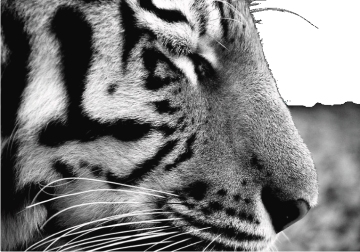 Tiger face right profile in B&W